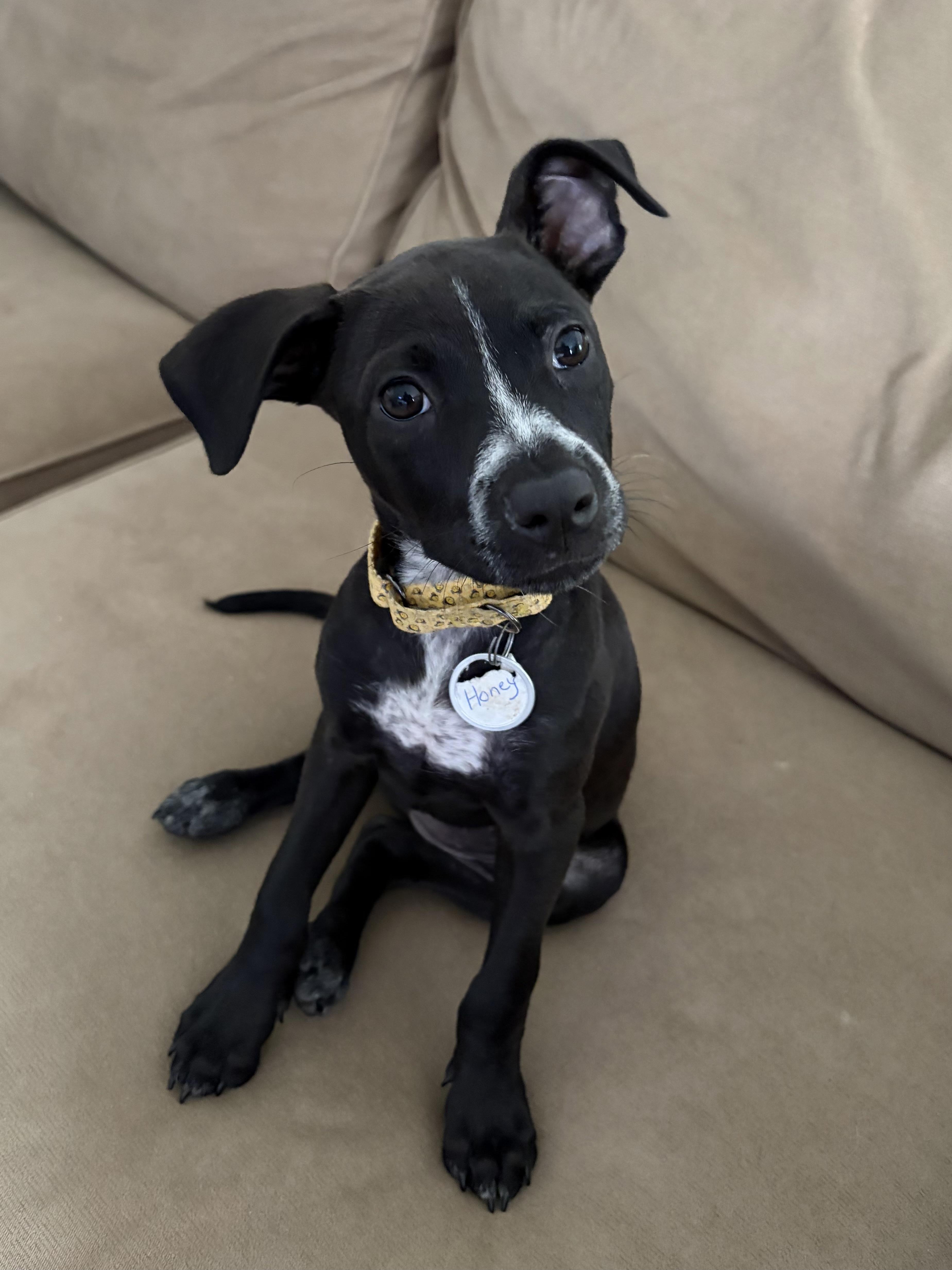Honey, a ADOPTABLE mixed breed in Darien Center, NY image 4/4