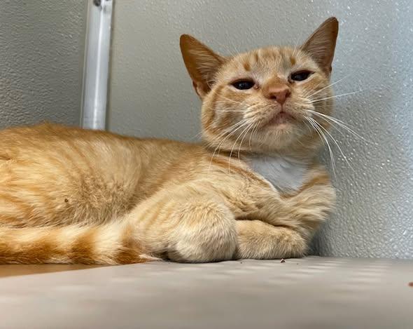 Maxine, adoptable, Adult Female Domestic Short Hair.
