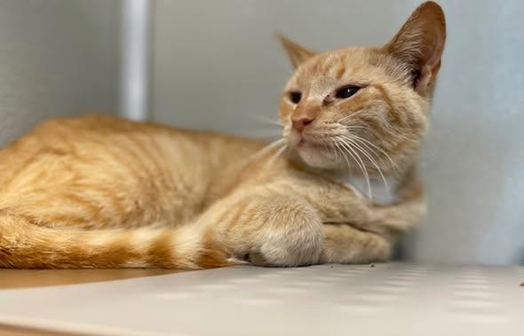 Maxine, an adoptable Domestic Short Hair in Stafford, VA image 3/4