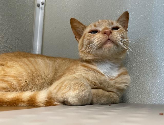 Maxine, an adoptable Domestic Short Hair in Stafford, VA image 2/4