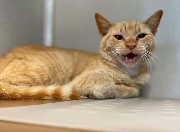 Maxine, an adoptable Domestic Short Hair in Stafford, VA image 4/4