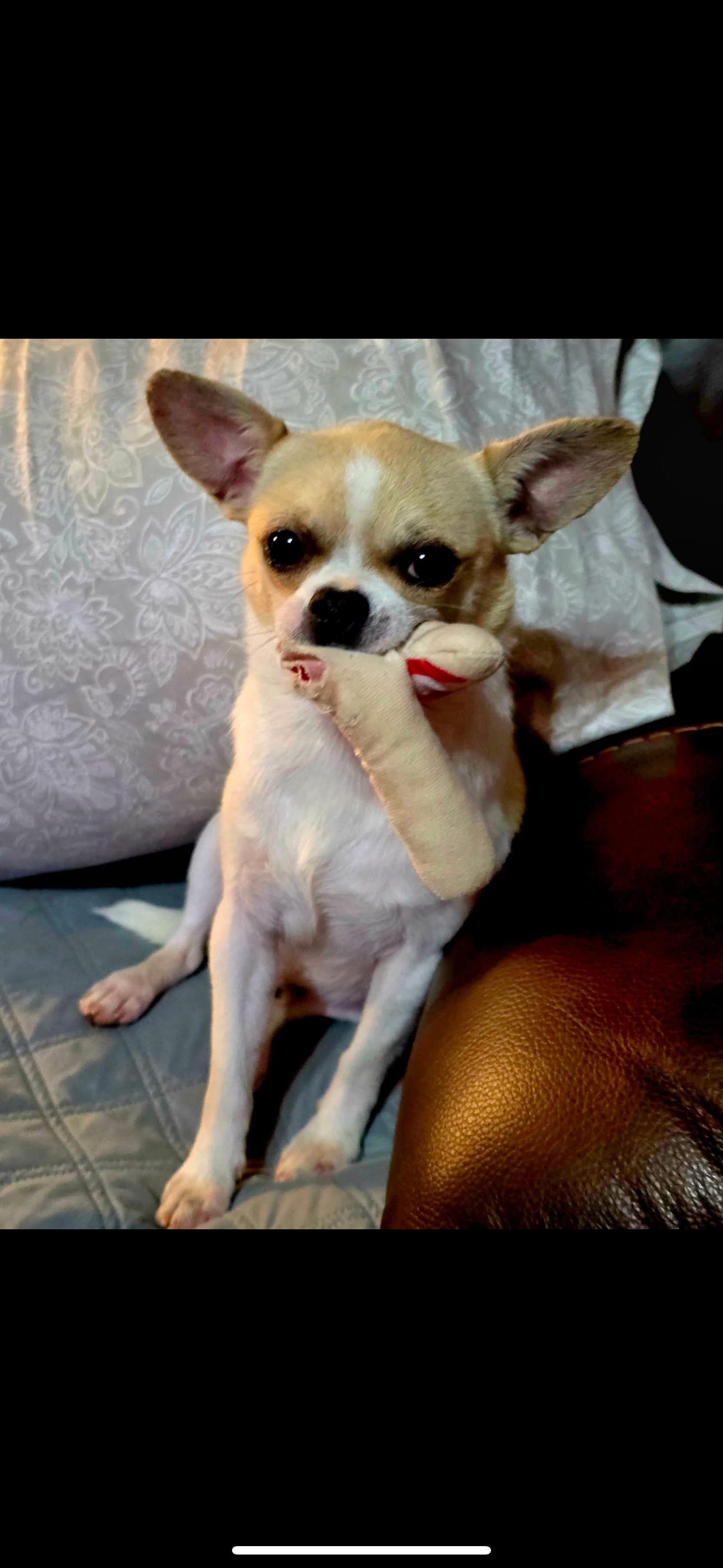 Dude, Adopted, Adult Male Chihuahua.