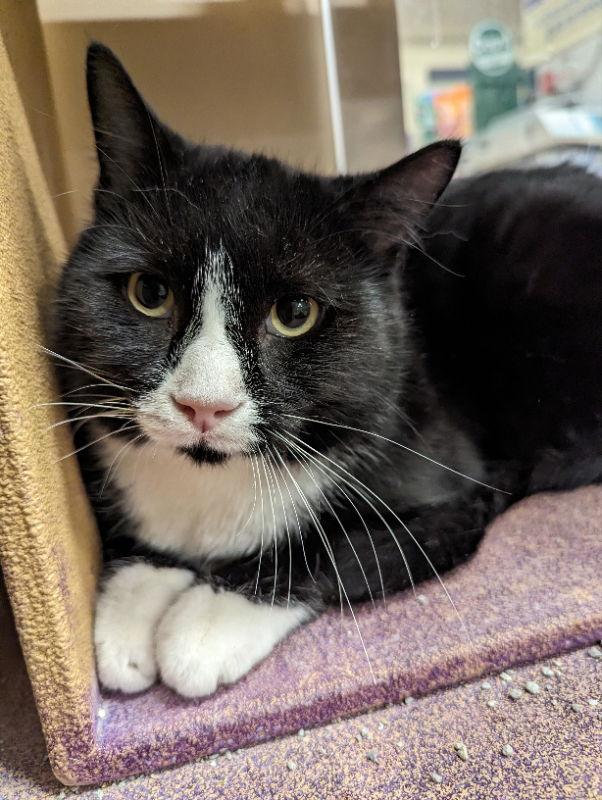 S'more, a Adoptable mixed breed in Niles, MI image 1/3