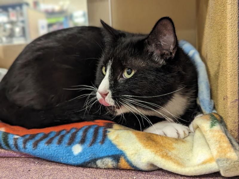 S'more, a Adoptable mixed breed in Niles, MI image 3/3