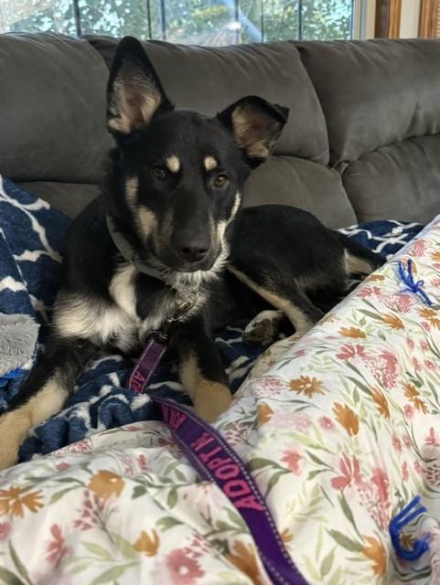 Enlarge Riggs, a Adopted Mixed Breed in Sioux Falls, SD image 5/5