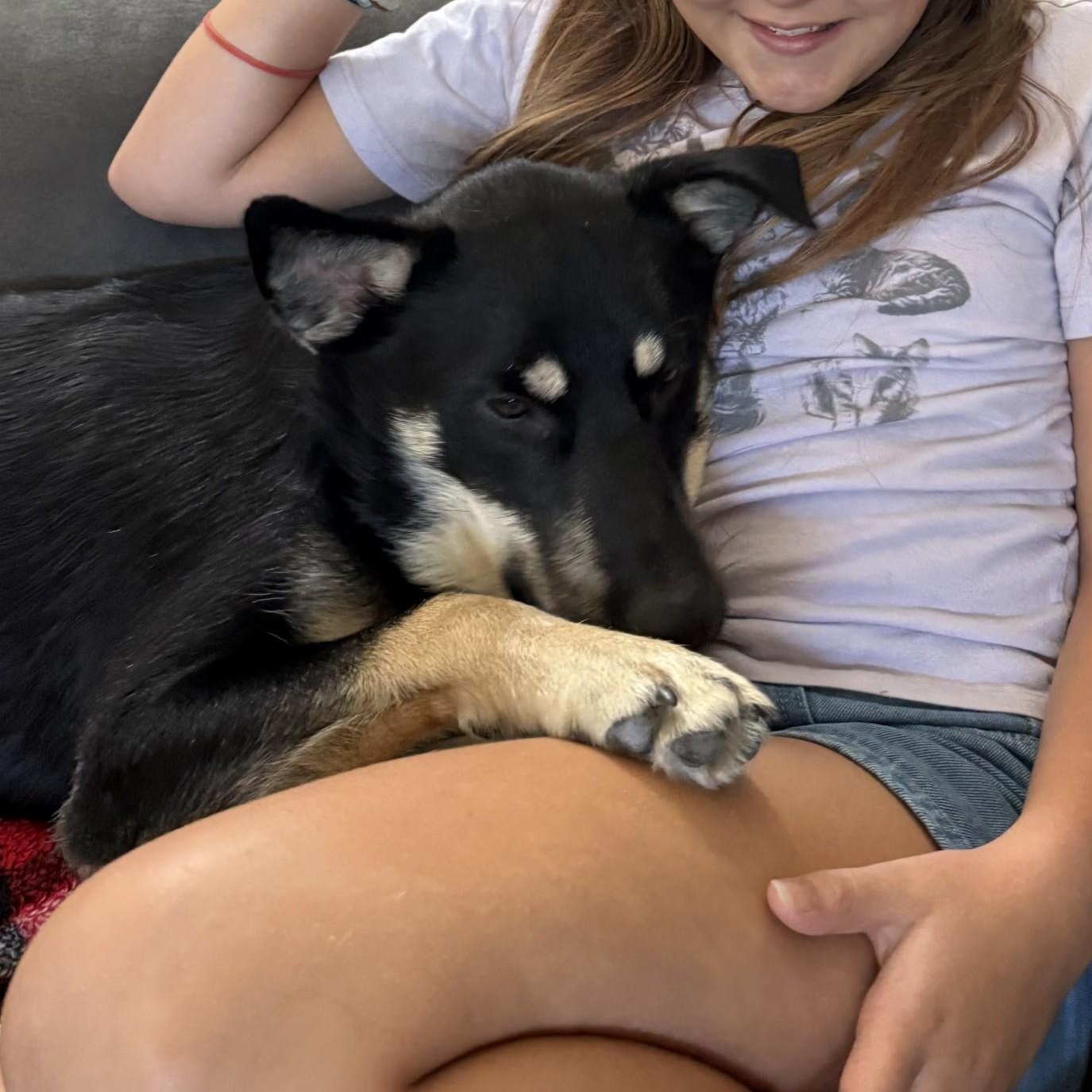 Enlarge Riggs, a Adopted Mixed Breed in Sioux Falls, SD image 4/5