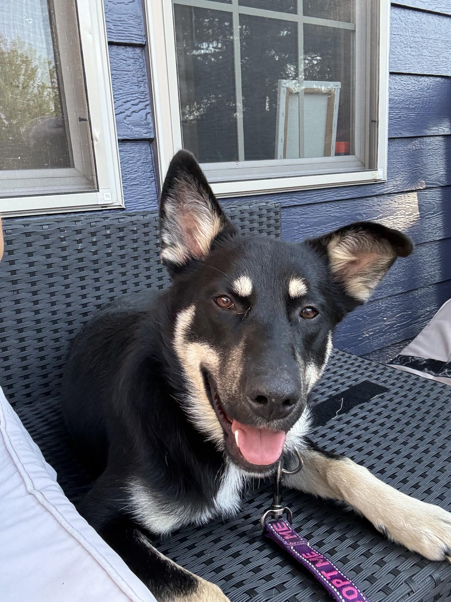 Enlarge Riggs, a Adopted Mixed Breed in Sioux Falls, SD image 3/5