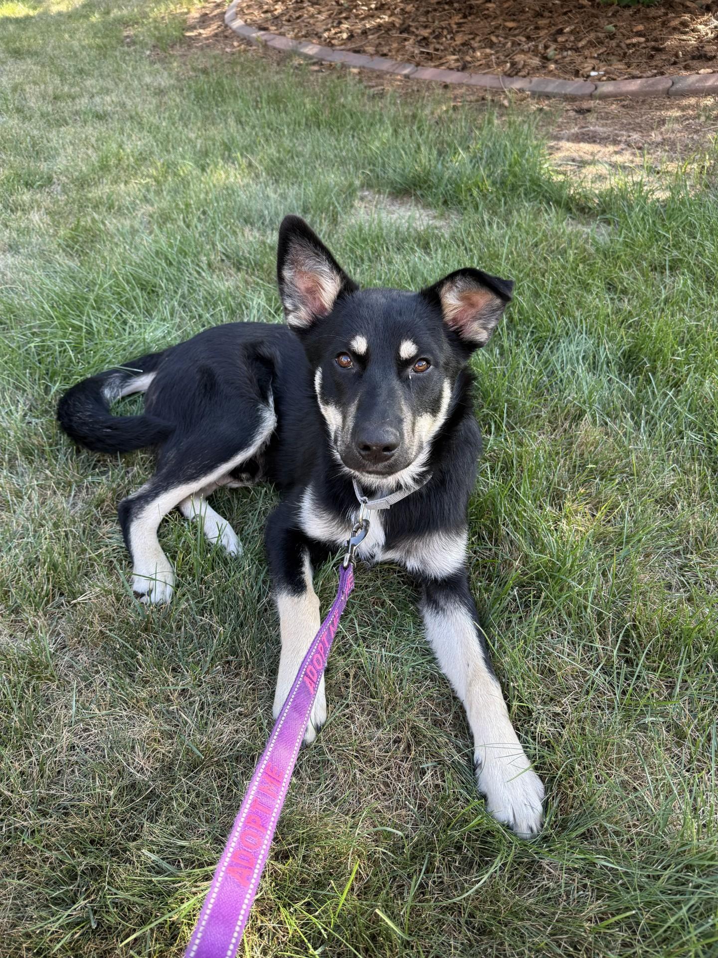 Riggs, Adopted, Puppy Male Mixed Breed.