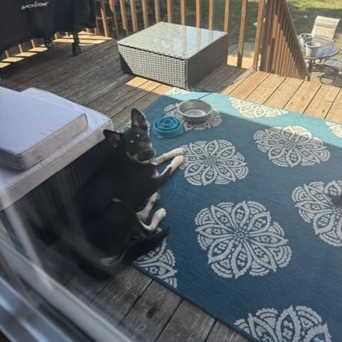 Enlarge Riggs, a Adopted Mixed Breed in Sioux Falls, SD image 2/5