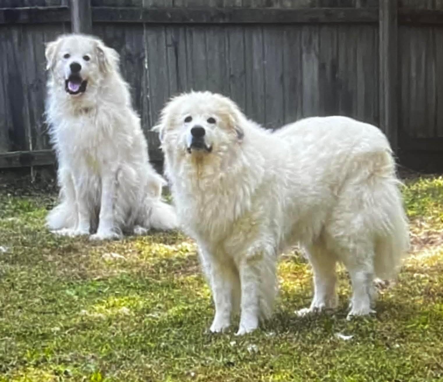 Roman & Groot, ADOPTABLE, Senior Male Great Pyrenees.