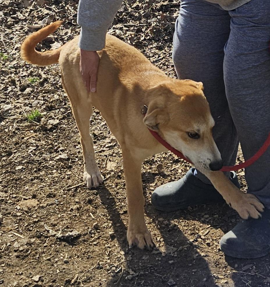 Enlarge Charley-Come Meet Me!, a ADOPTABLE mixed breed in Medfield, MA image 3/4