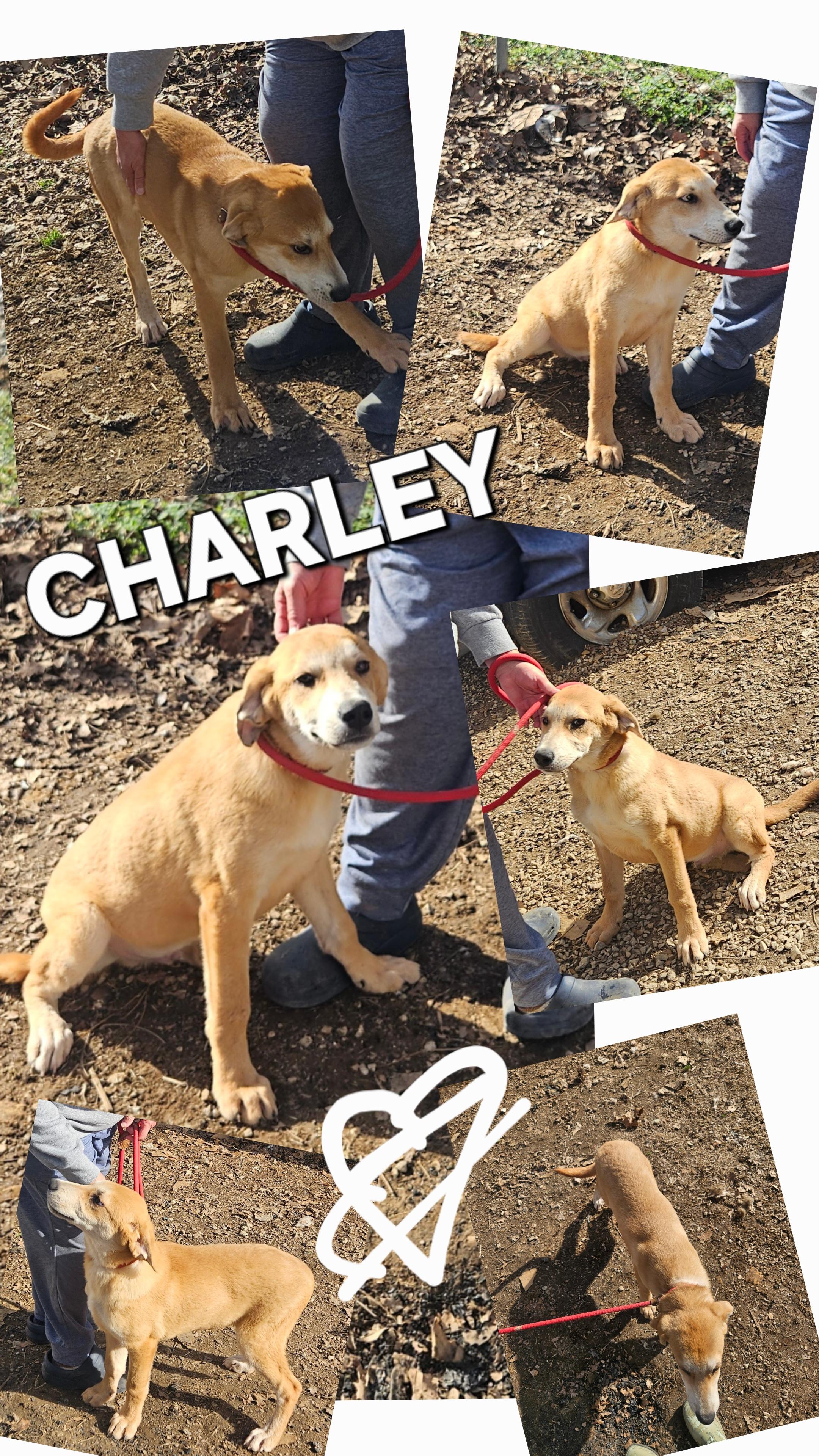 Enlarge Charley-Come Meet Me!, a ADOPTABLE mixed breed in Medfield, MA image 4/4