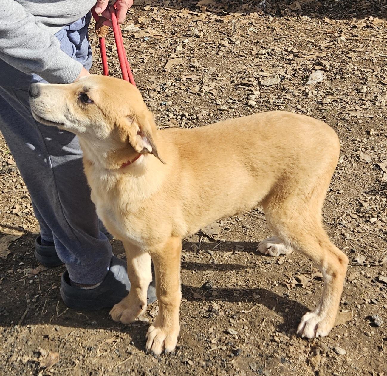 Enlarge Charley-Come Meet Me!, a ADOPTABLE mixed breed in Medfield, MA image 2/4