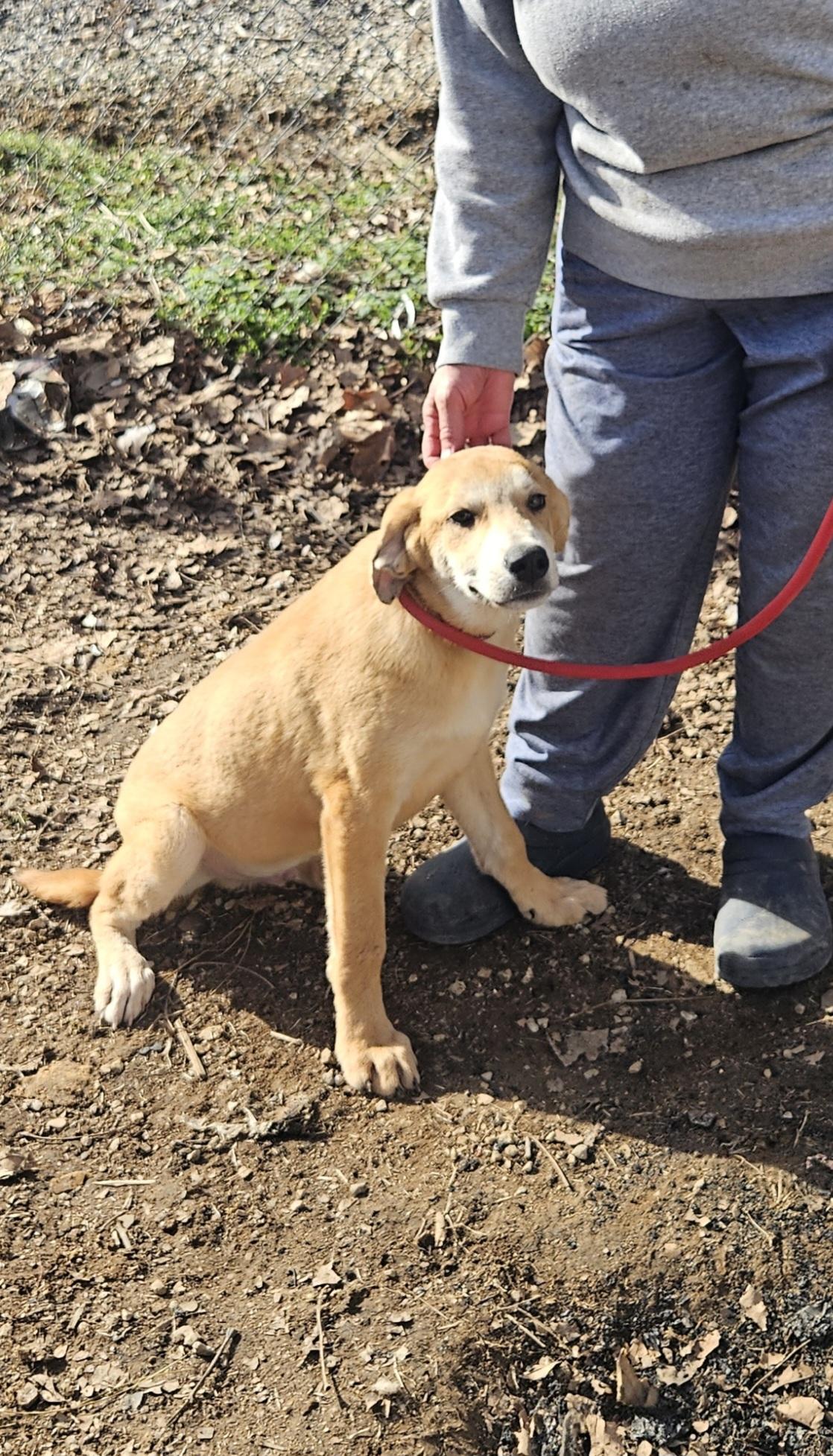 Enlarge Charley-Come Meet Me!, a ADOPTABLE mixed breed in Medfield, MA image 1/4