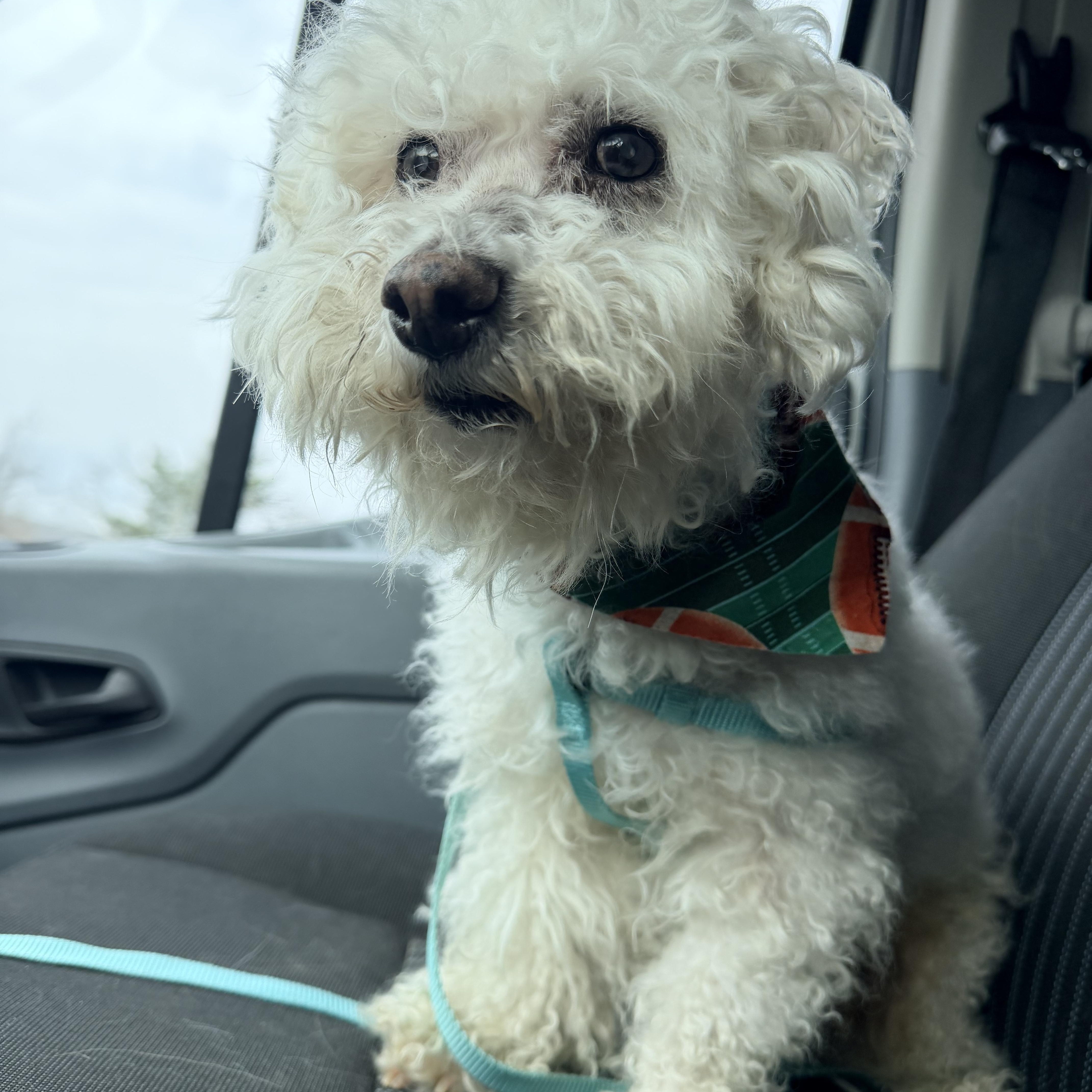 Enlarge Whitaker, an adopted Bichon Frise in Willimantic, CT image 2/3