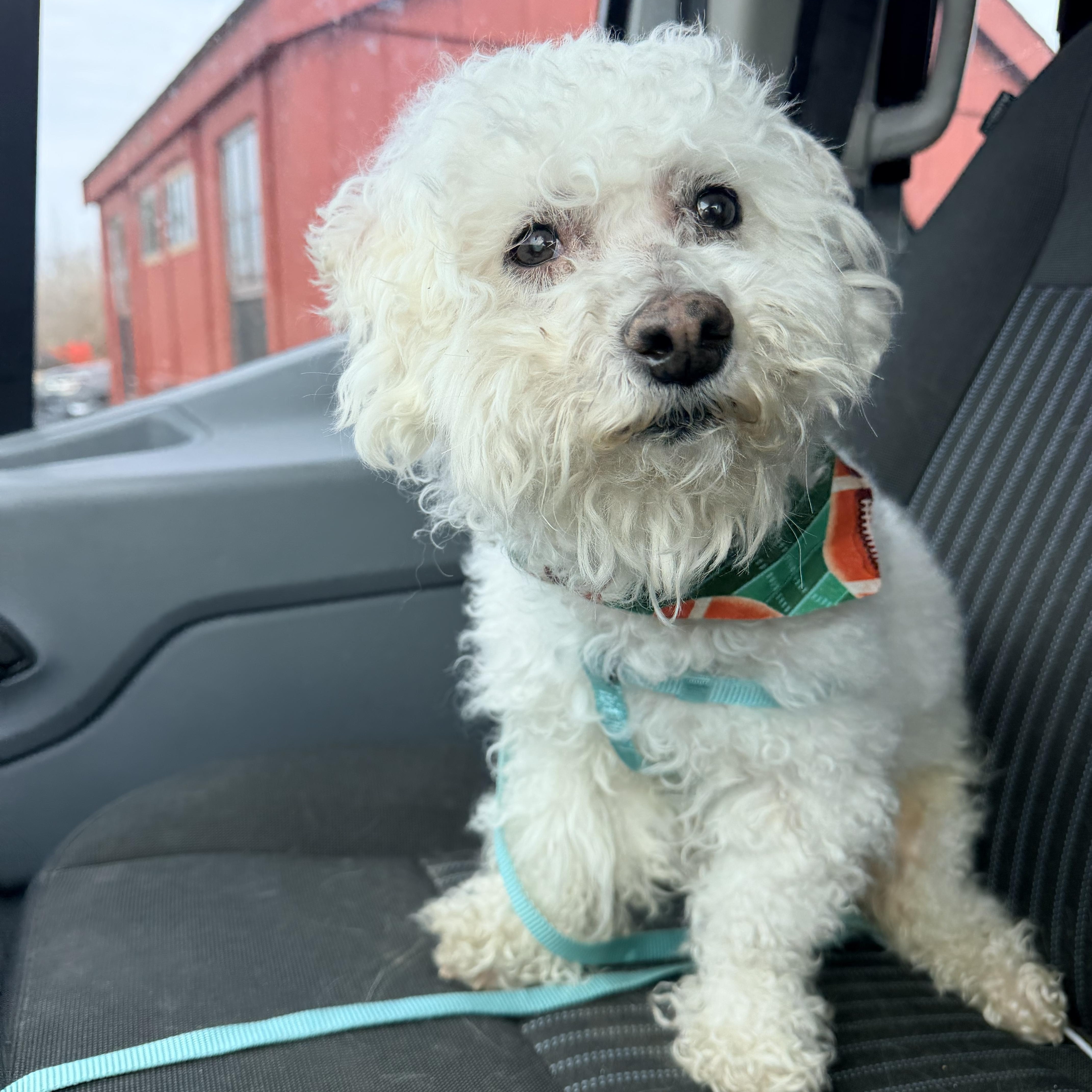 Whitaker, adopted, Senior Male Bichon Frise.