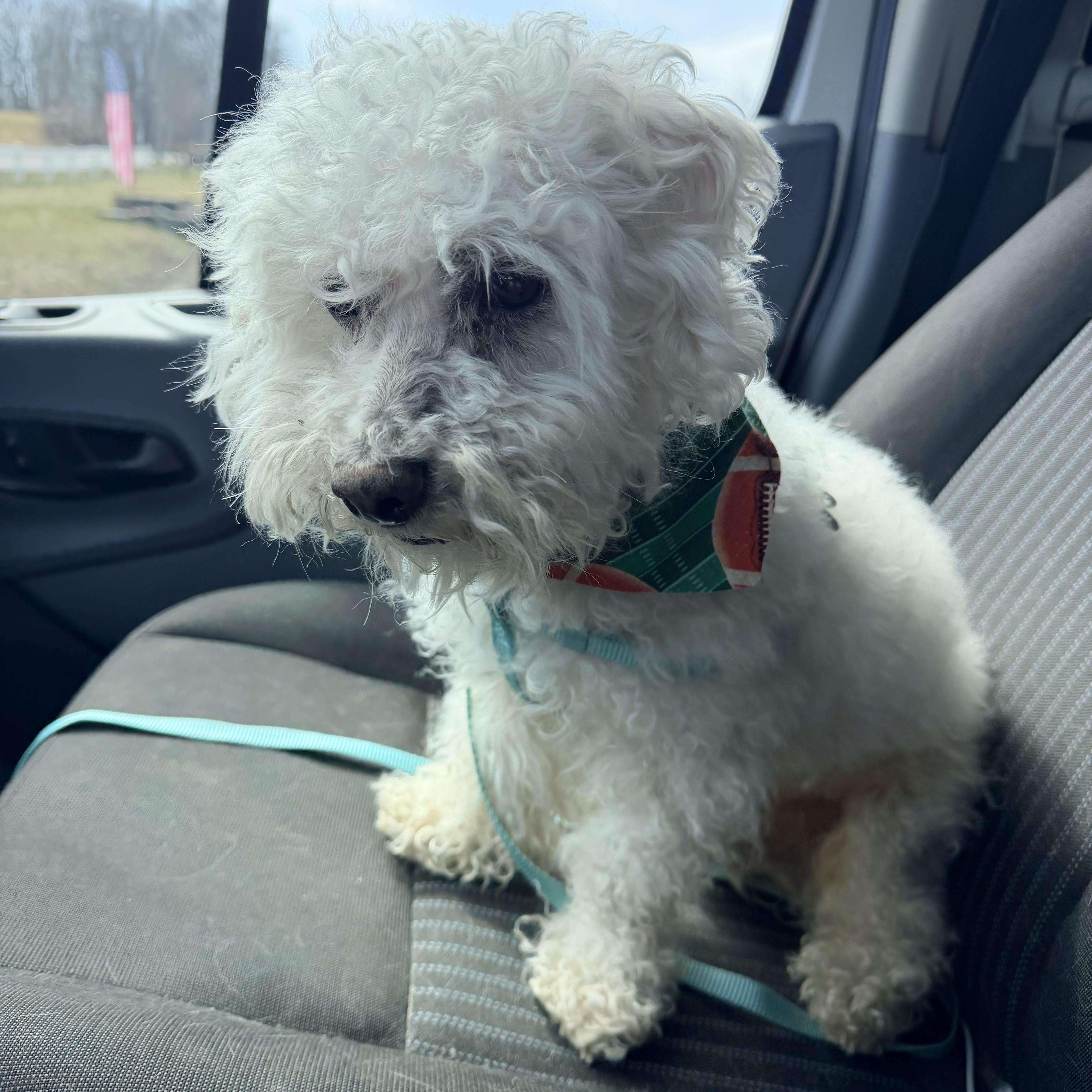 Enlarge Whitaker, an adopted Bichon Frise in Willimantic, CT image 3/3