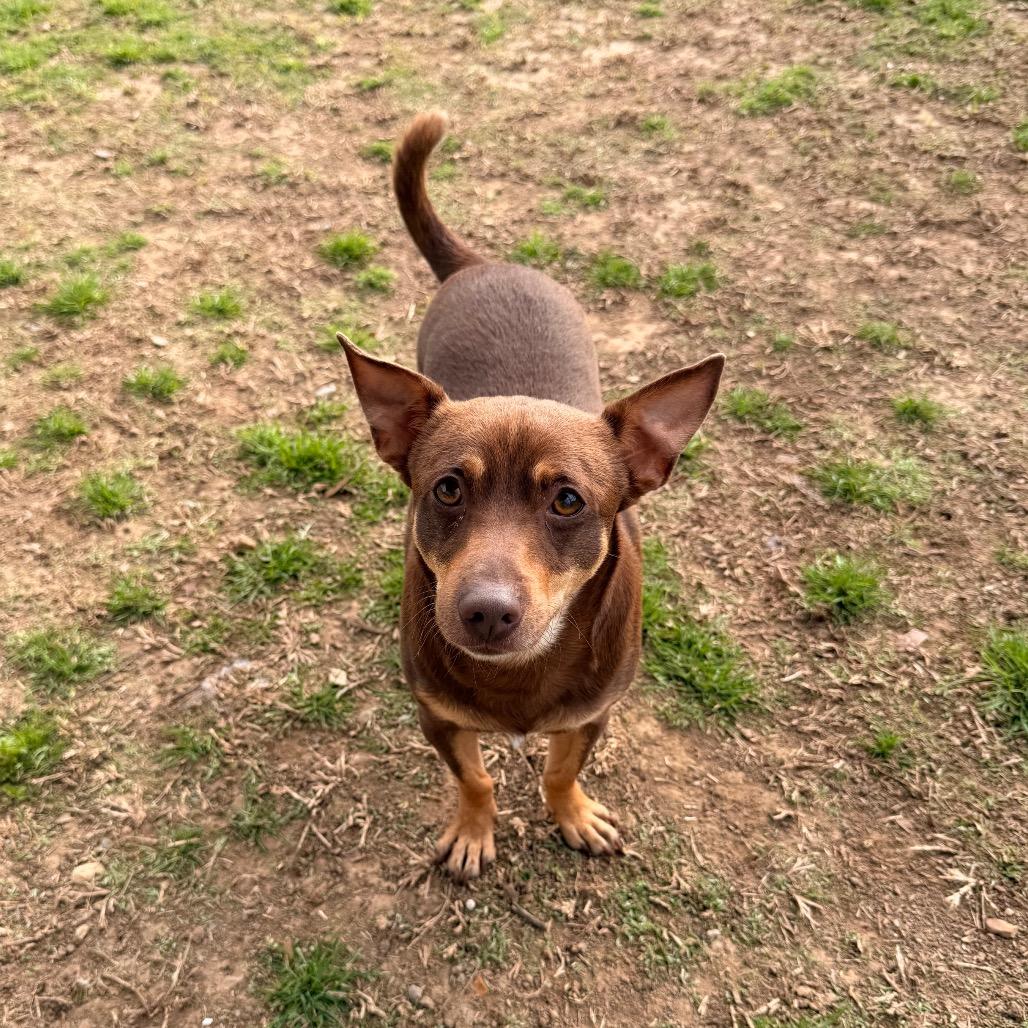 Enlarge Packrat, a Adoptable mixed breed in Carencro, LA image 1/6