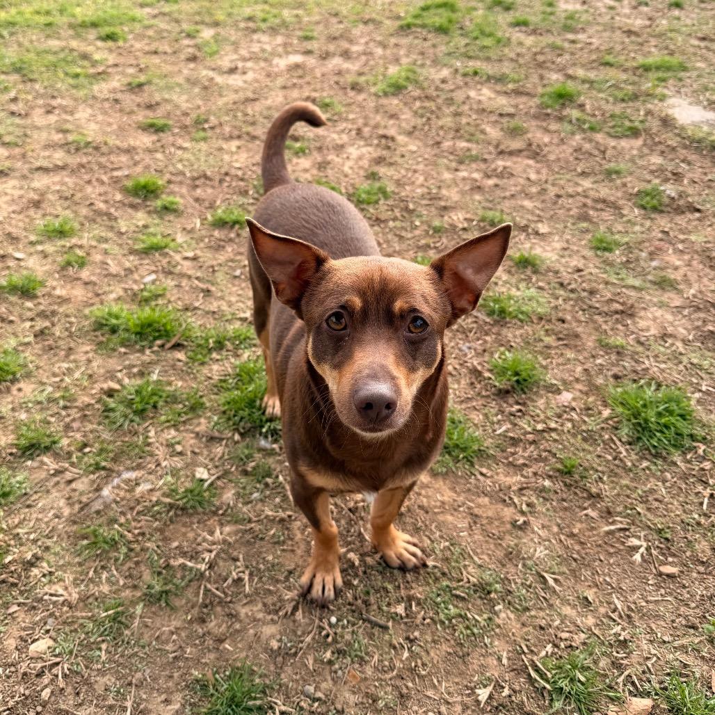 Enlarge Packrat, a Adoptable mixed breed in Carencro, LA image 2/6