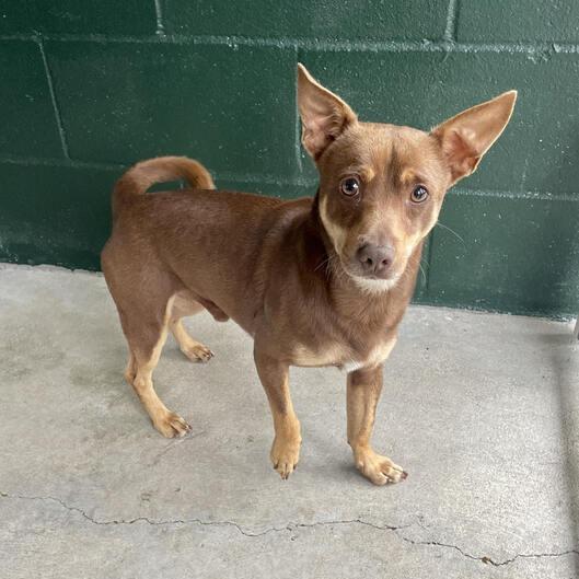 Enlarge Packrat, a Adoptable mixed breed in Carencro, LA image 3/6