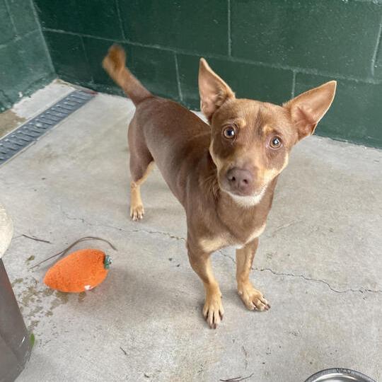Enlarge Packrat, a Adoptable mixed breed in Carencro, LA image 4/6