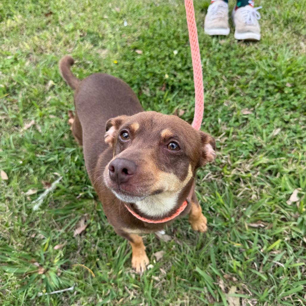 Enlarge Packrat, a Adoptable mixed breed in Carencro, LA image 5/6