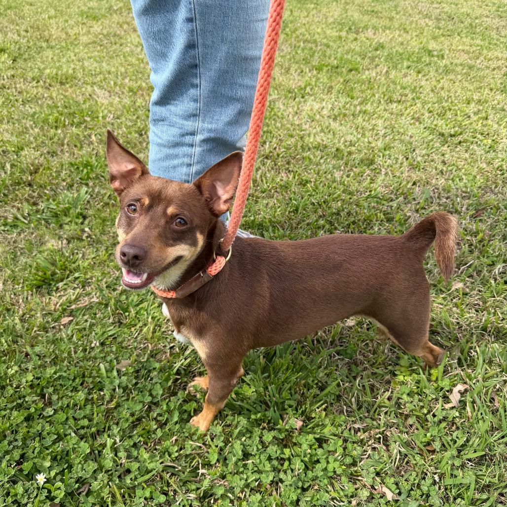 Enlarge Packrat, a Adoptable mixed breed in Carencro, LA image 6/6