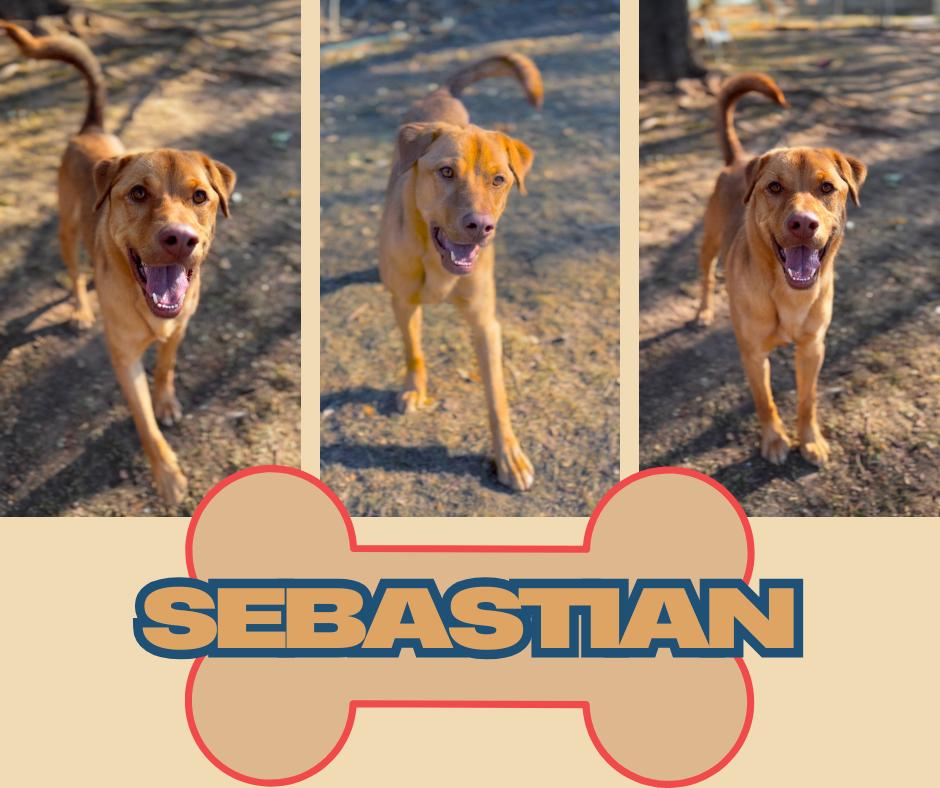 Sebastian, a Adoptable mixed breed in Albuquerque, NM image 2/3