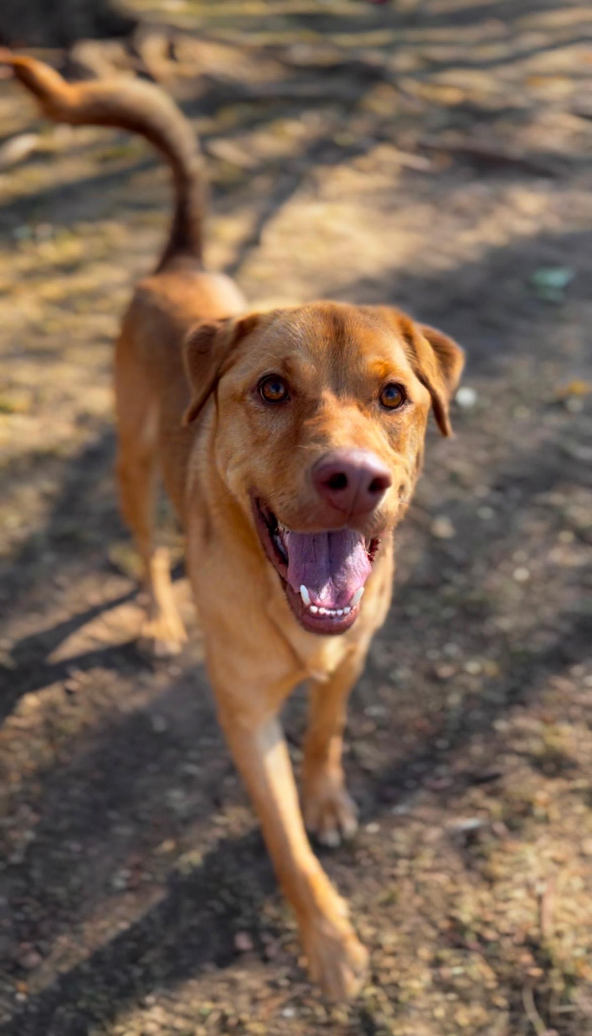Sebastian, a Adoptable mixed breed in Albuquerque, NM image 3/3