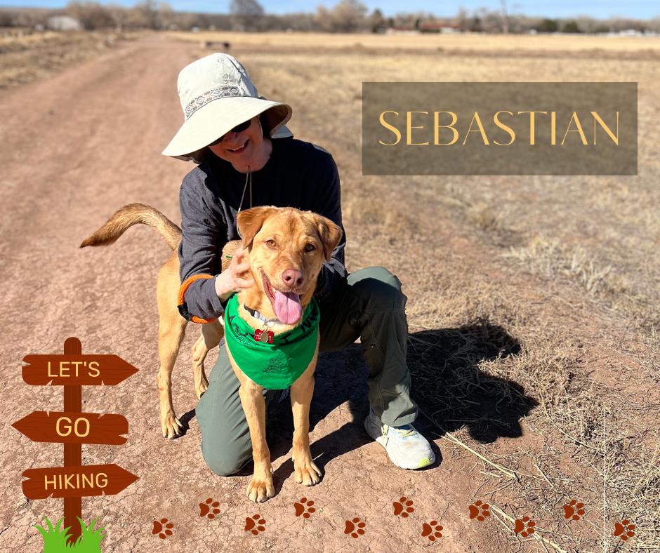 Sebastian, a Adoptable mixed breed in Albuquerque, NM image 1/3