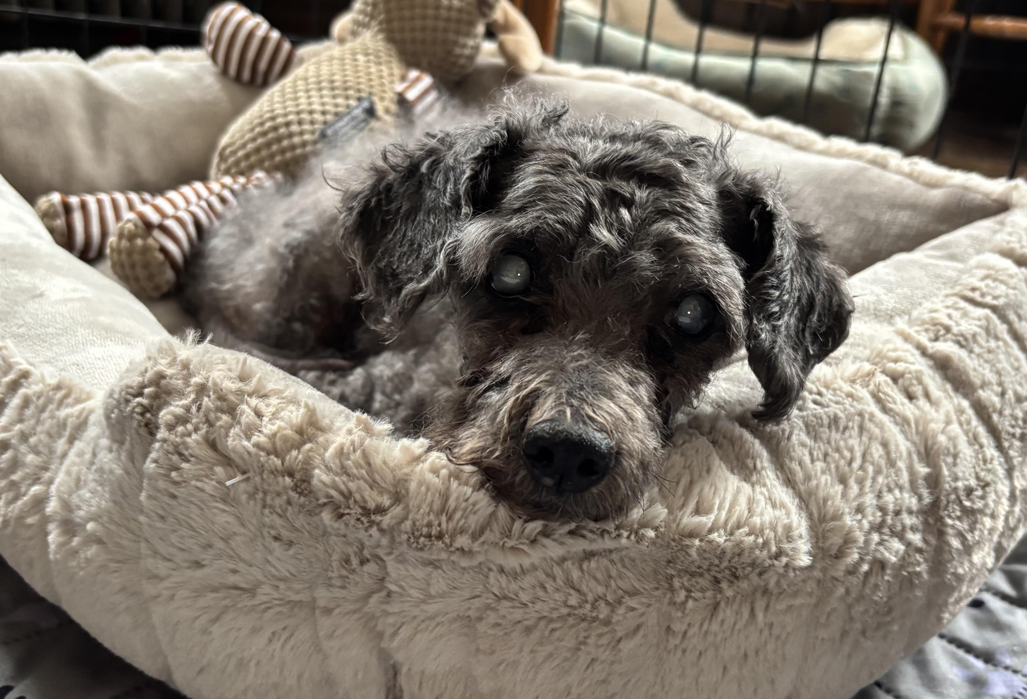 Marty (PA) Sweet!, a ADOPTABLE Miniature Poodle in Lock Haven, PA image 3/3