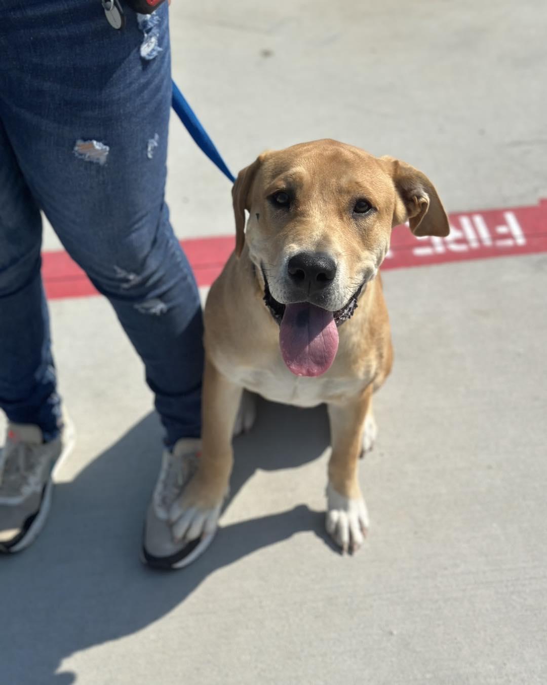Enlarge Rufus, a Adoptable mixed breed in Huntsville , TX image 1/1