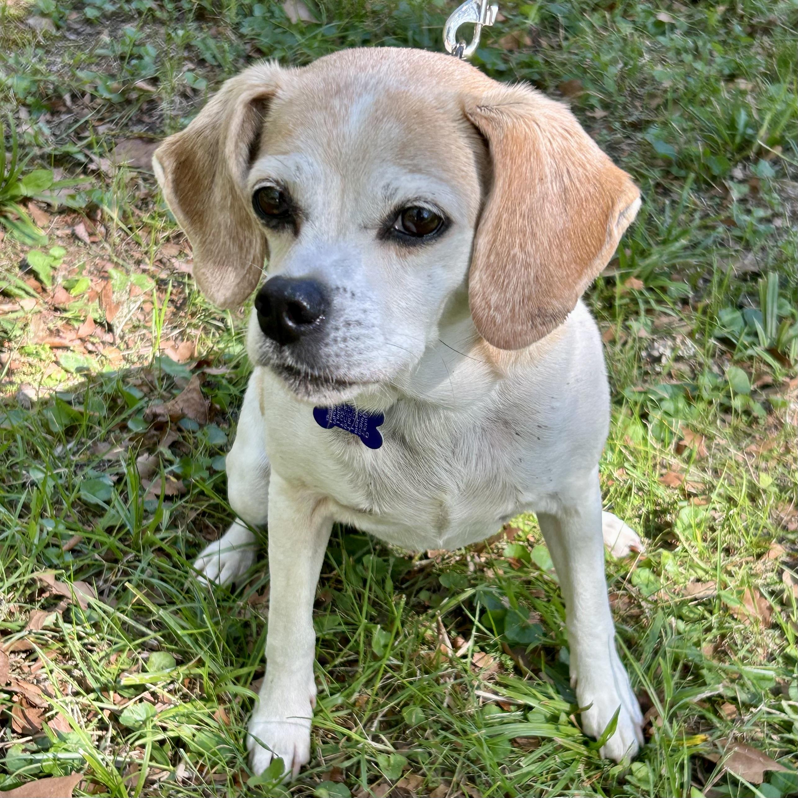 Pippa 2.0