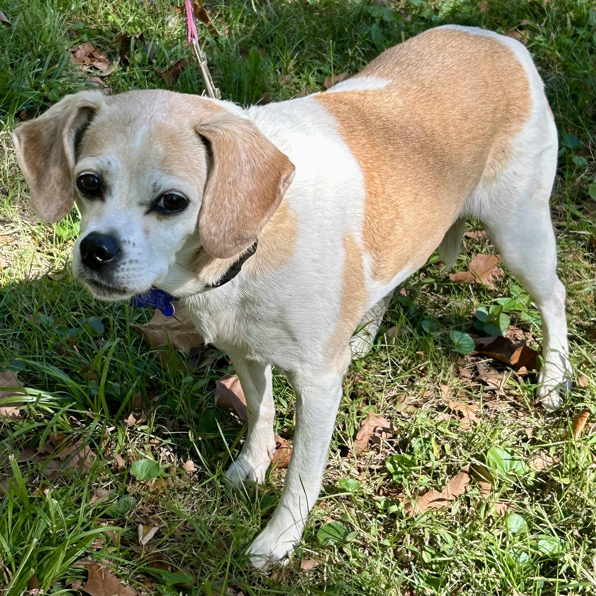 Pippa 2.0