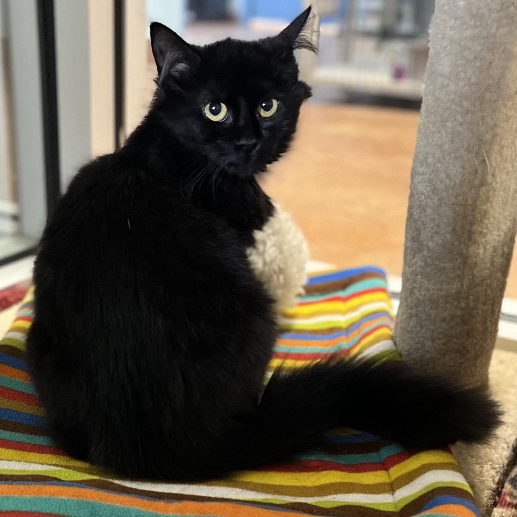 Enlarge Salem, a Adoptable Domestic Long Hair in Clarksville, AR image 2/6