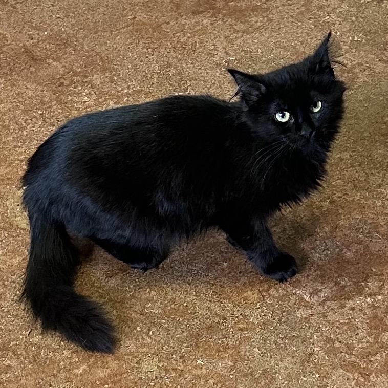 Enlarge Salem, a Adoptable Domestic Long Hair in Clarksville, AR image 3/6