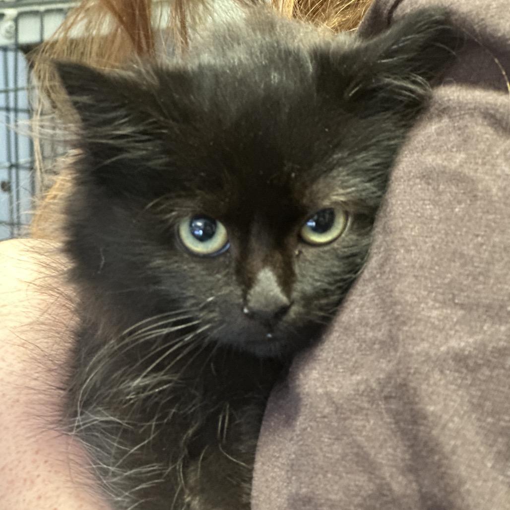 Enlarge Salem, a Adoptable Domestic Long Hair in Clarksville, AR image 4/6