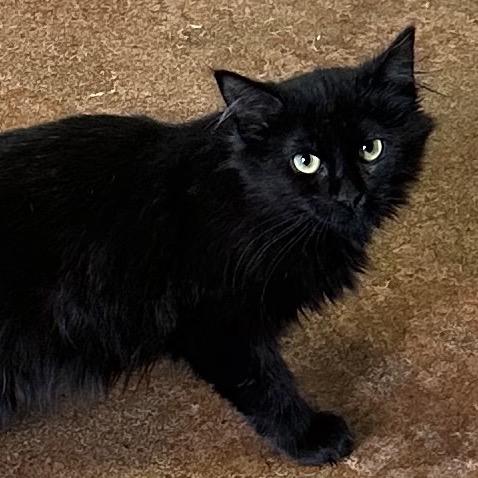 Enlarge Salem, a Adoptable Domestic Long Hair in Clarksville, AR image 5/6