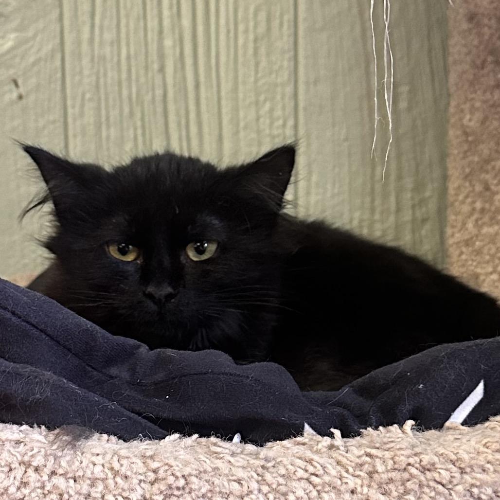 Enlarge Salem, a Adoptable Domestic Long Hair in Clarksville, AR image 6/6