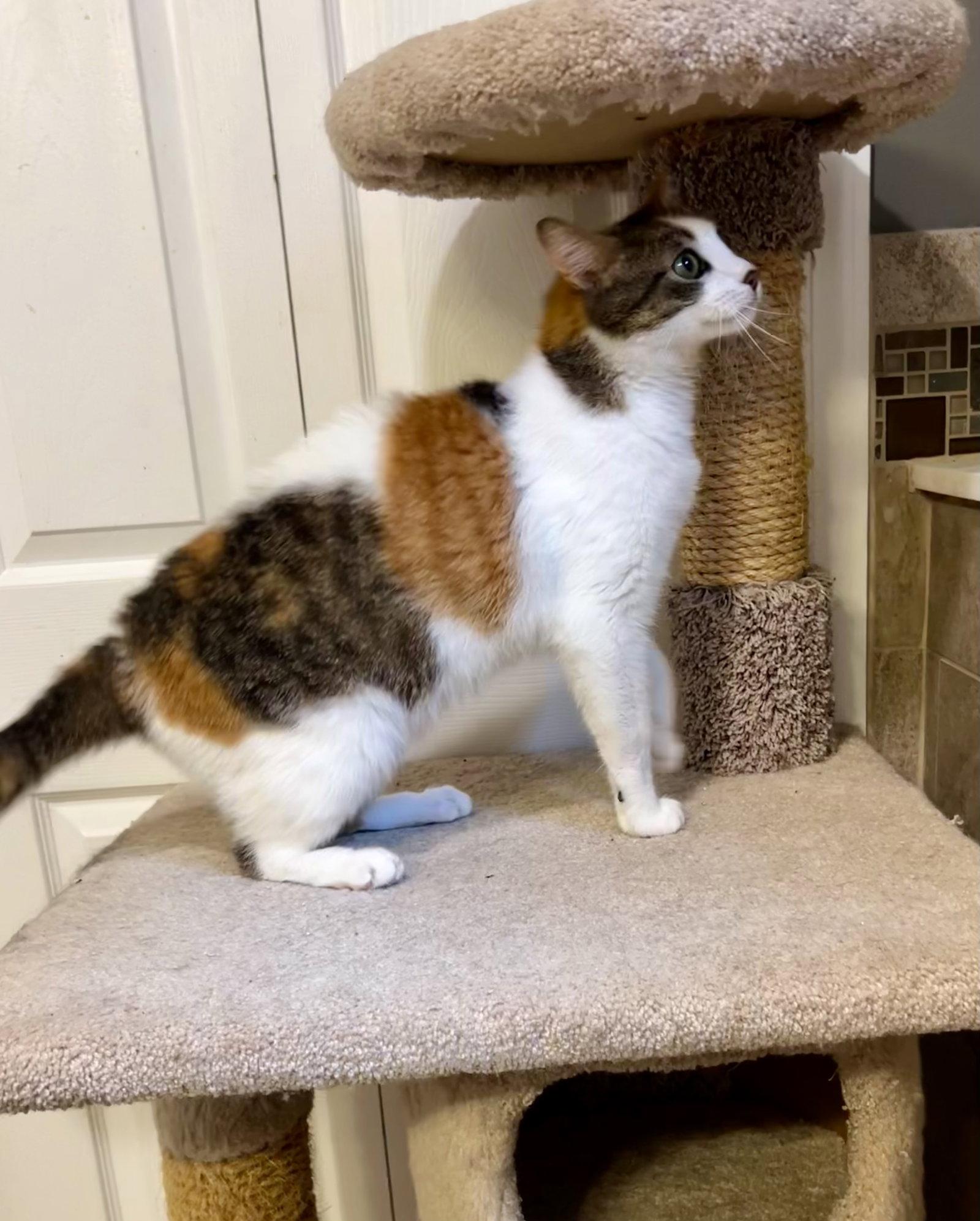 Luna, Adopted, Adult Female Calico & Domestic Short Hair.