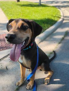 Enlarge Ryan, a ADOPTABLE Mixed Breed in Schaumburg, IL image 2/5