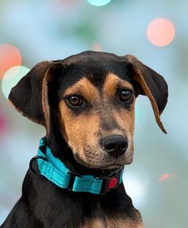Enlarge Ryan, a ADOPTABLE Mixed Breed in Schaumburg, IL image 1/5
