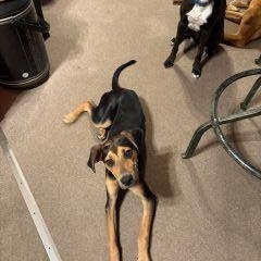Ryan, a ADOPTABLE Mixed Breed in Schaumburg, IL image 6/6