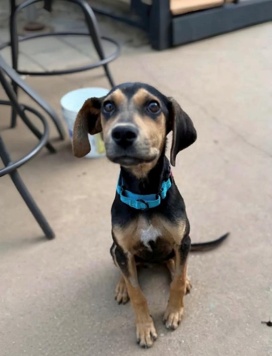 Enlarge Ryan, a ADOPTABLE Mixed Breed in Schaumburg, IL image 3/5