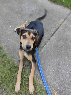 Enlarge Ryan, a ADOPTABLE Mixed Breed in Schaumburg, IL image 4/5