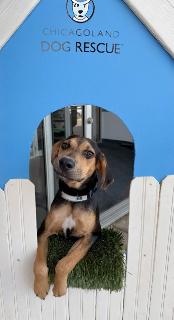 Ryan, a ADOPTABLE Mixed Breed in Schaumburg, IL image 4/6