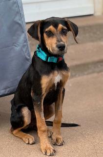 Enlarge Ryan, a ADOPTABLE Mixed Breed in Schaumburg, IL image 5/5