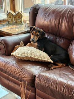 Ryan, a ADOPTABLE Mixed Breed in Schaumburg, IL image 5/6