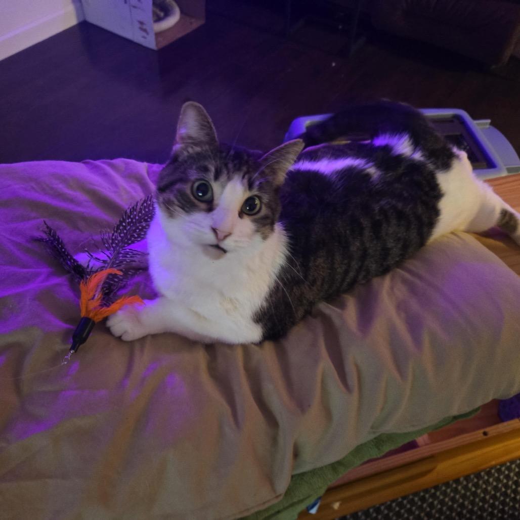 Enlarge Slynk, a Adoptable Domestic Short Hair in Morgan Hill, CA image 1/3