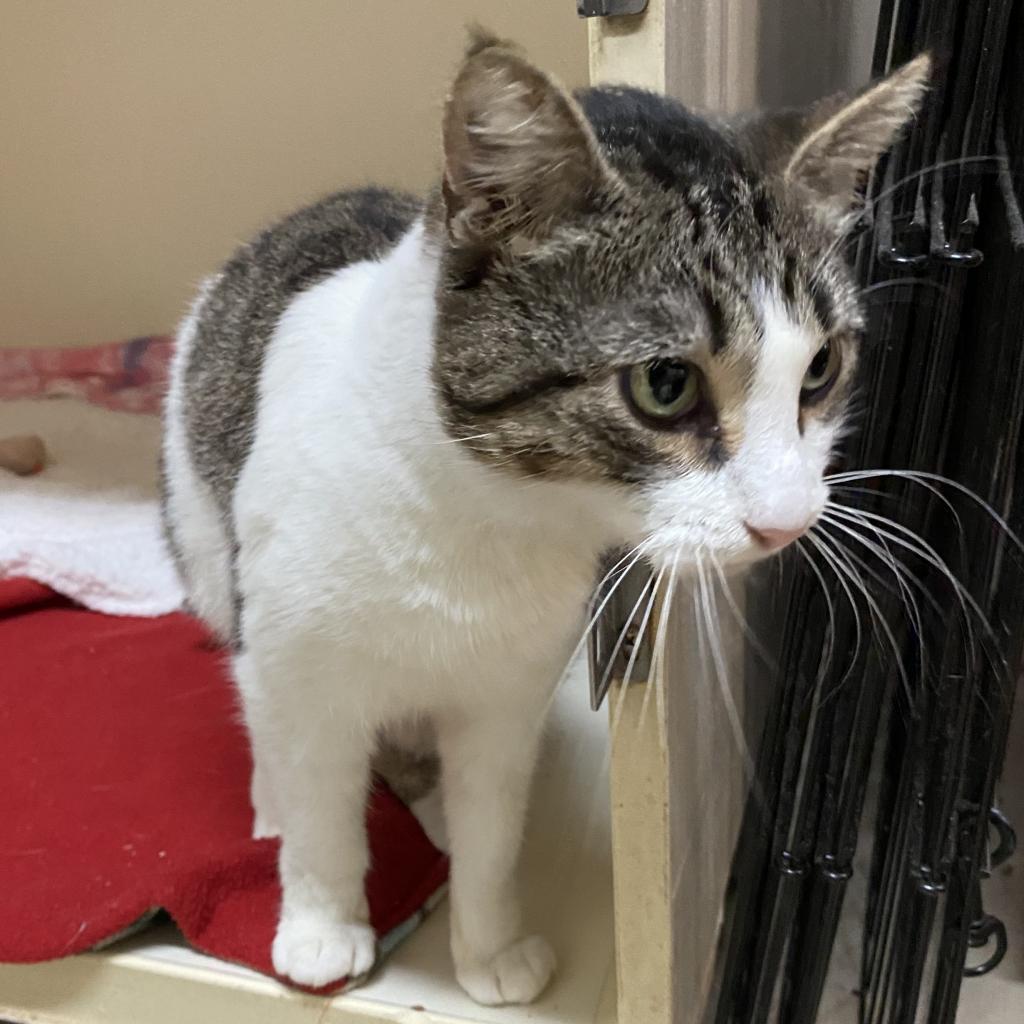 Enlarge Slynk, a Adoptable Domestic Short Hair in Morgan Hill, CA image 2/3